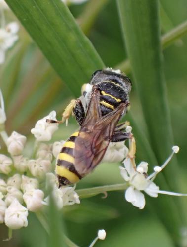Ectemnius lituratus